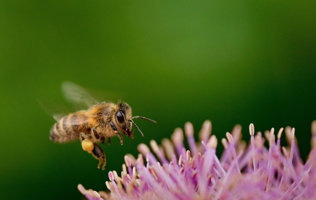 découvrez l'importance de la biodiversité, son rôle crucial dans l'équilibre des écosystèmes, et comment la préserver pour un avenir durable.