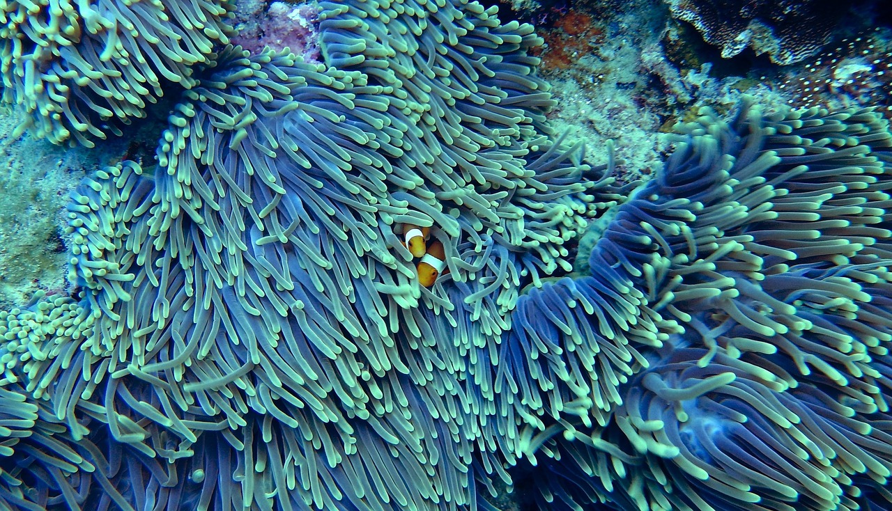 découvrez les causes et conséquences du déclin des récifs coralliens, ainsi que les actions nécessaires pour préserver ces écosystèmes marins essentiels.