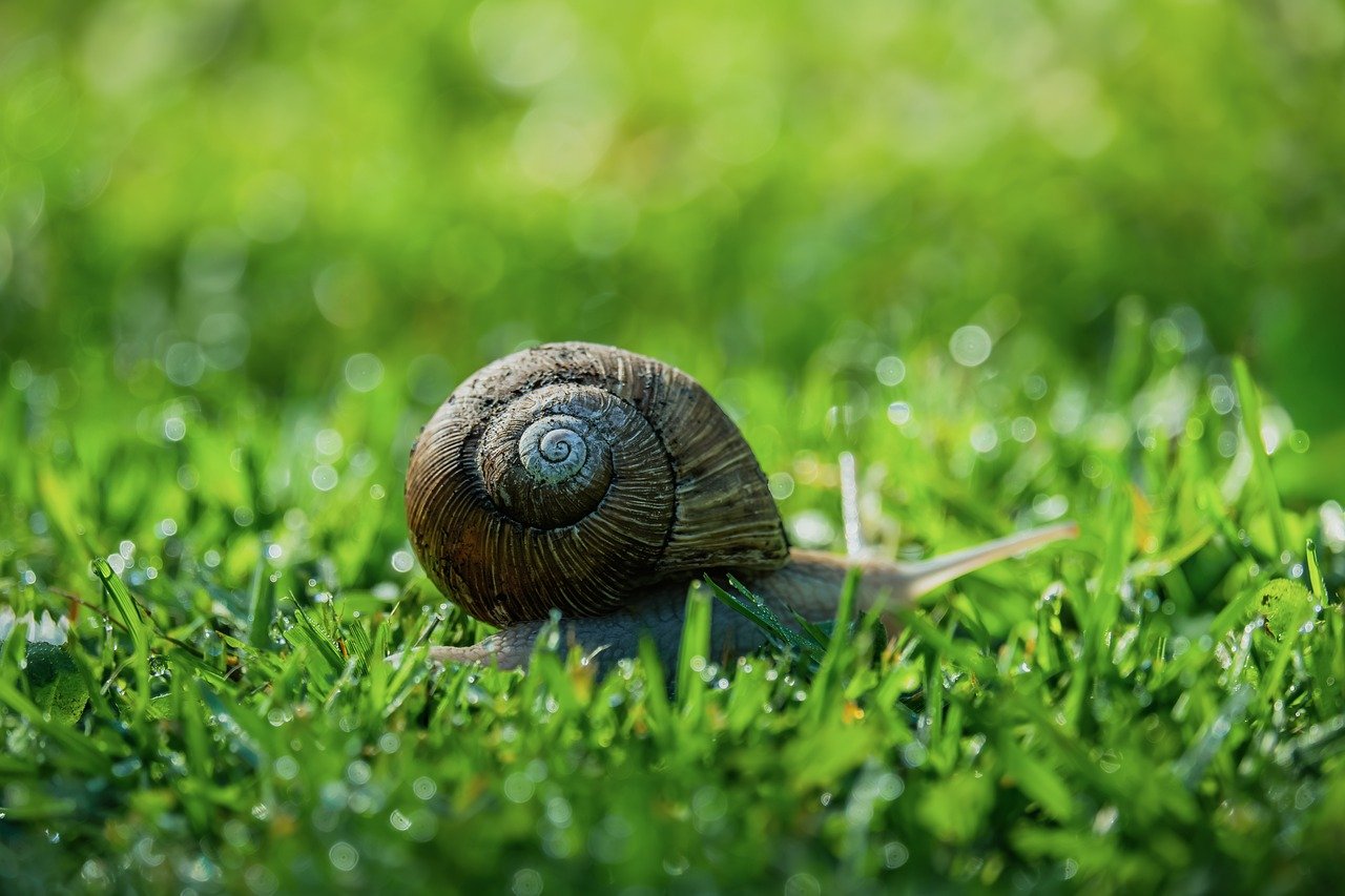 découvrez tout sur l'environnement : protection, enjeux écologiques, développement durable et actions pour préserver notre planète.