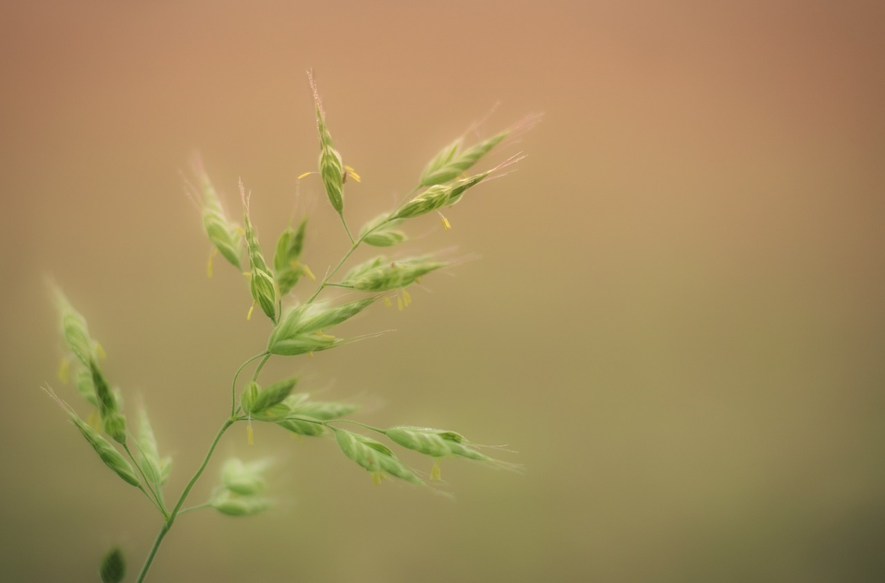 découvrez tout ce qu'il faut savoir sur les allergies : symptômes, causes, traitements et conseils pour mieux vivre avec vos allergies au quotidien.