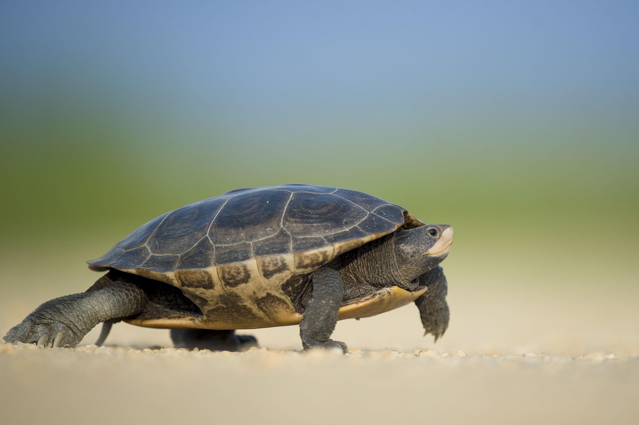 découvrez les espèces menacées à travers le monde, leurs habitats, les causes de leur déclin et les actions nécessaires pour leur protection.
