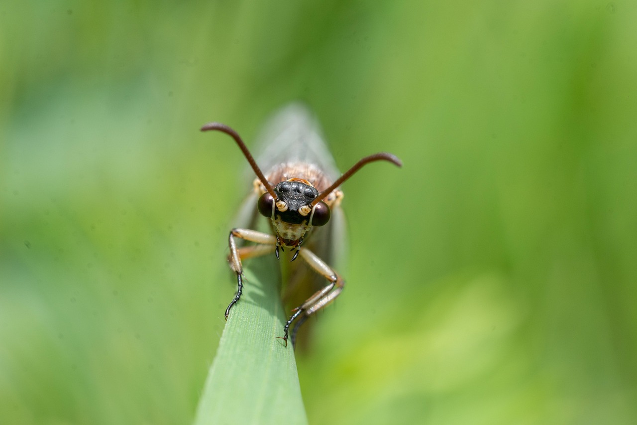 découvrez electric ant, une œuvre fascinante explorant les thèmes de l'identité et de la réalité à travers une science-fiction captivante.