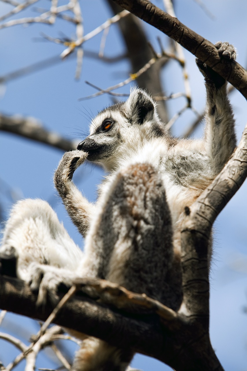 découvrez l'importance de la conservation et ses techniques essentielles pour protéger notre planète. apprenez comment préserver les écosystèmes et la biodiversité pour les générations futures.
