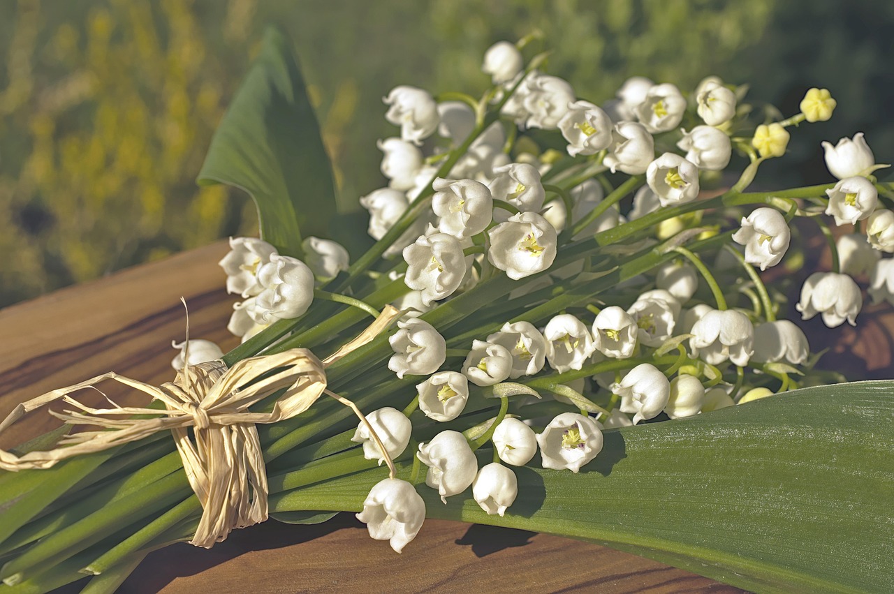 récolte précoce du muguet : découvrez le moment idéal pour cueillir ces fleurs délicates et parfumées au début de la saison.