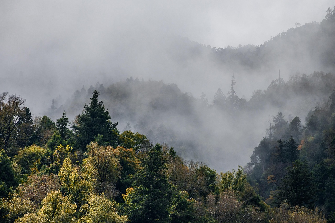 découvrez l'importance des forêts, leurs écosystèmes riches, et leur rôle vital dans la biodiversité et la lutte contre le changement climatique.
