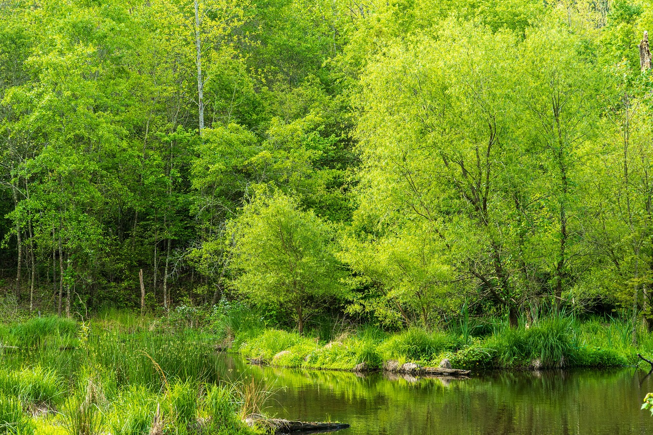 découvrez des stratégies efficaces pour la conservation de l'eau. apprenez comment réduire votre consommation, préserver cette ressource précieuse et contribuer à la protection de l'environnement. rejoignez le mouvement pour un avenir durable grâce à des gestes simples au quotidien.