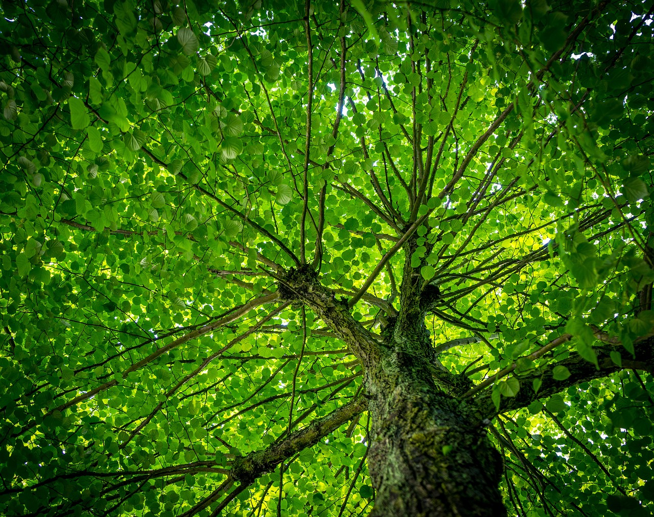 découvrez le concept de congé climatique, une initiative pour permettre aux employés de prendre du temps libre afin de contribuer à la lutte contre le changement climatique.