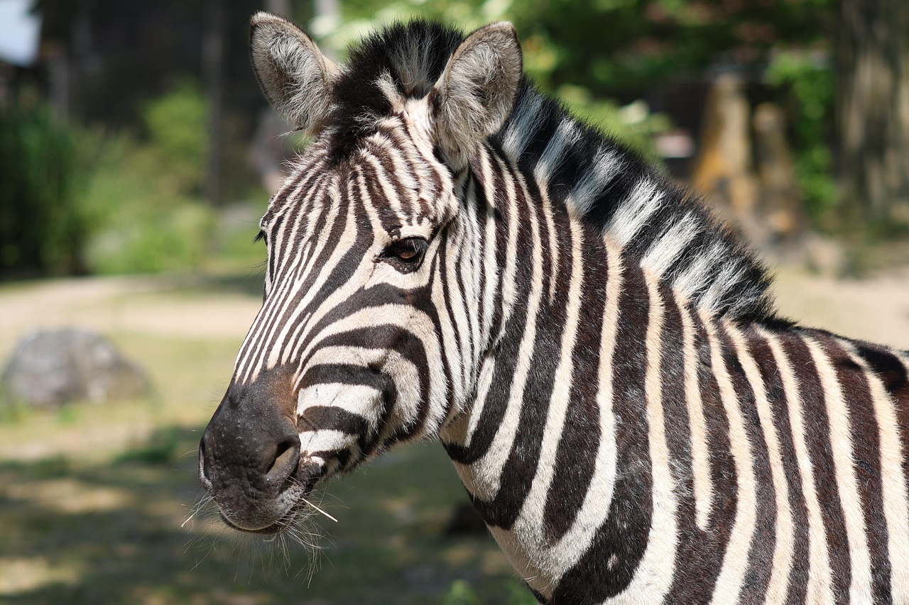 découvrez l'art de la conservation : techniques et astuces pour préserver durablement vos aliments, objets ou œuvres, tout en respectant l'environnement et en optimisant la durée de vie de vos biens.