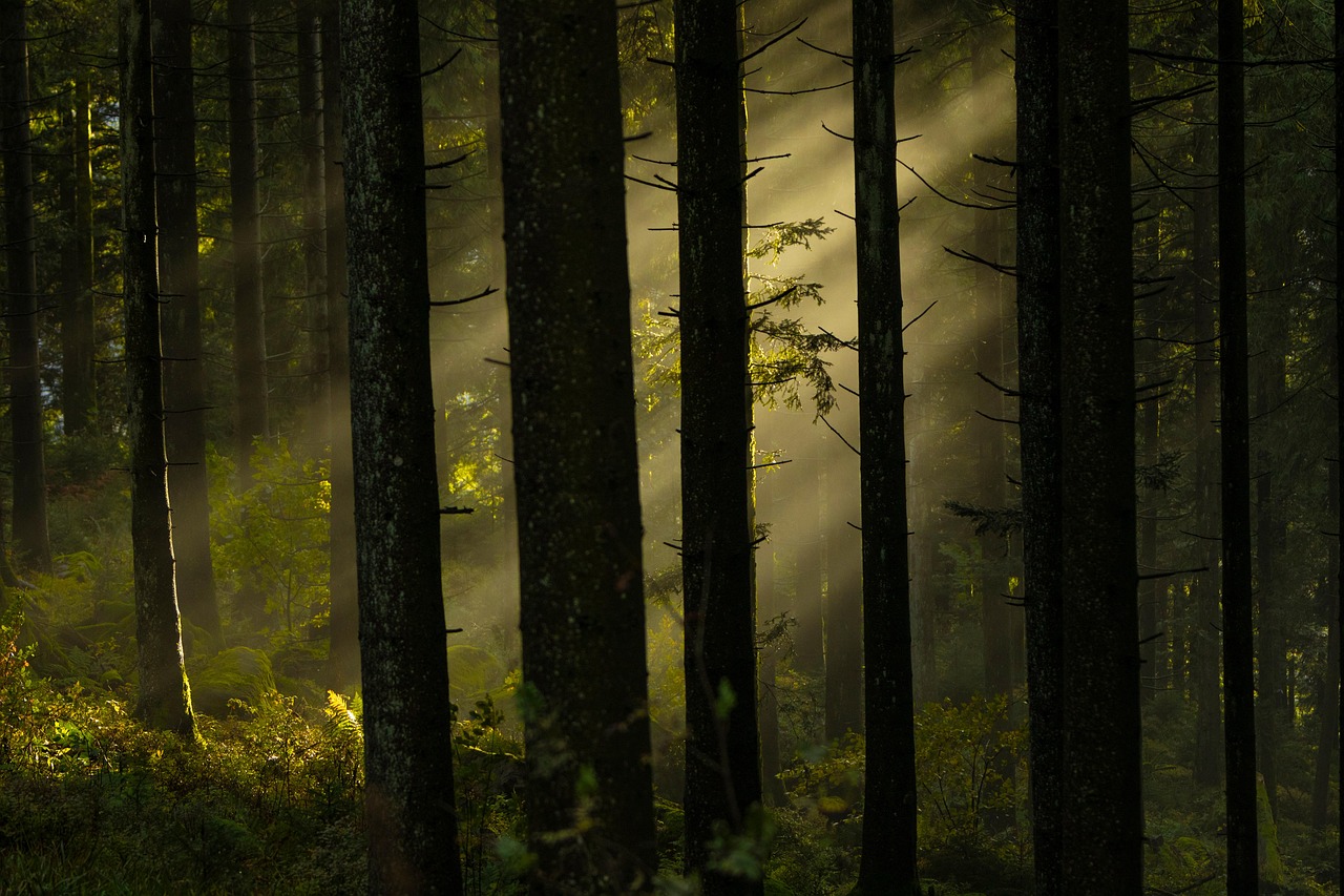 découvrez l'importance de la préservation des forêts pour la biodiversité, la lutte contre le changement climatique et le bien-être des générations futures. ensemble, agissons pour un avenir durable et protégeons nos précieuses ressources naturelles.
