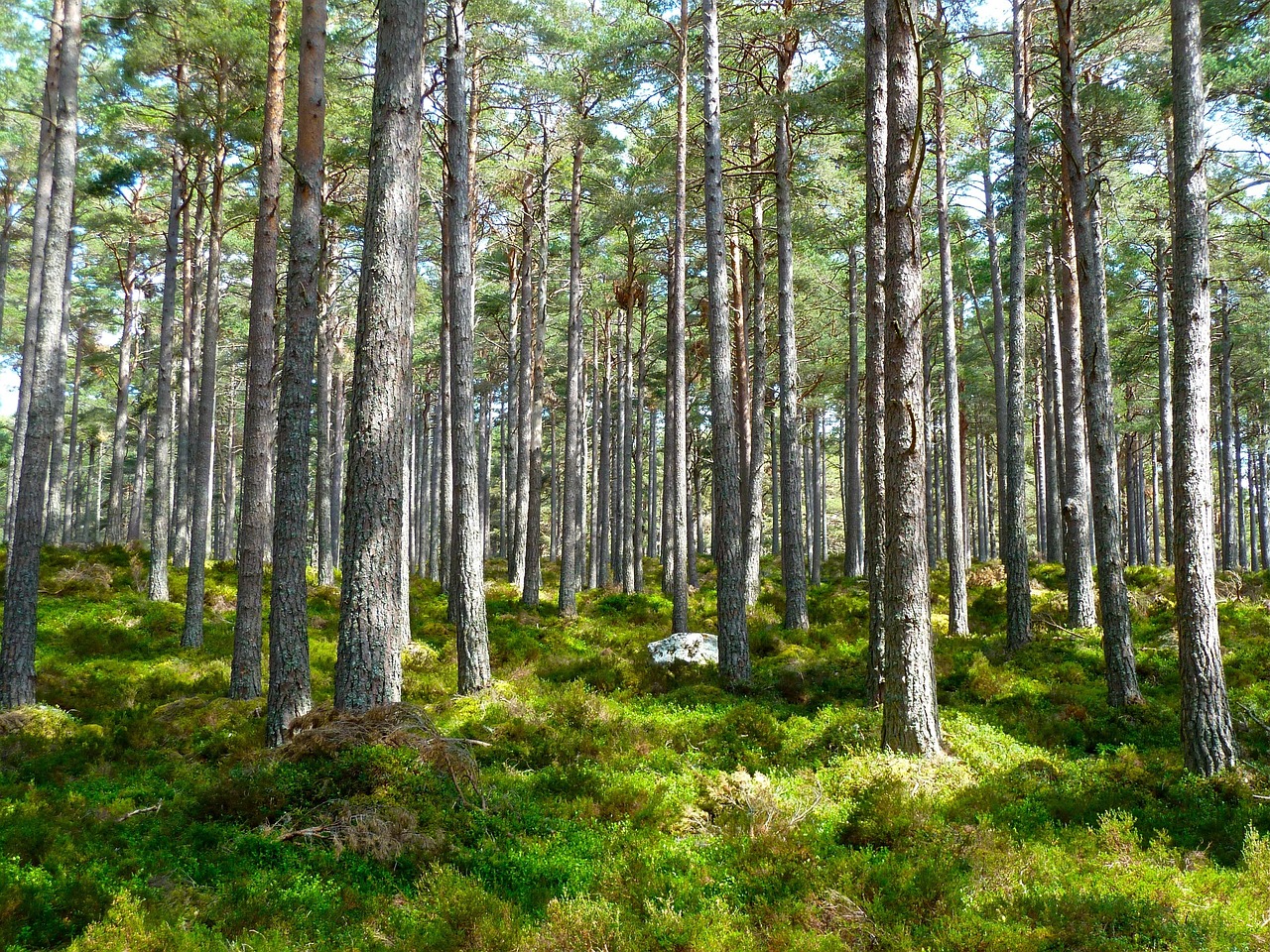découvrez tout sur l'environnement, ses enjeux et les actions pour le protéger et préserver notre planète.