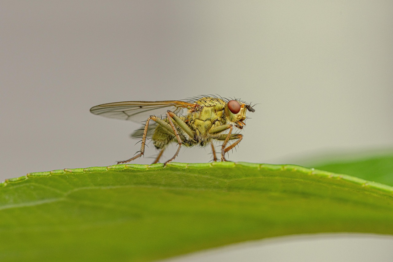 découvrez l'importance de la biodiversité, ses rôles essentiels pour notre planète, les enjeux de sa préservation et comment chacun peut contribuer à protéger la richesse du vivant.
