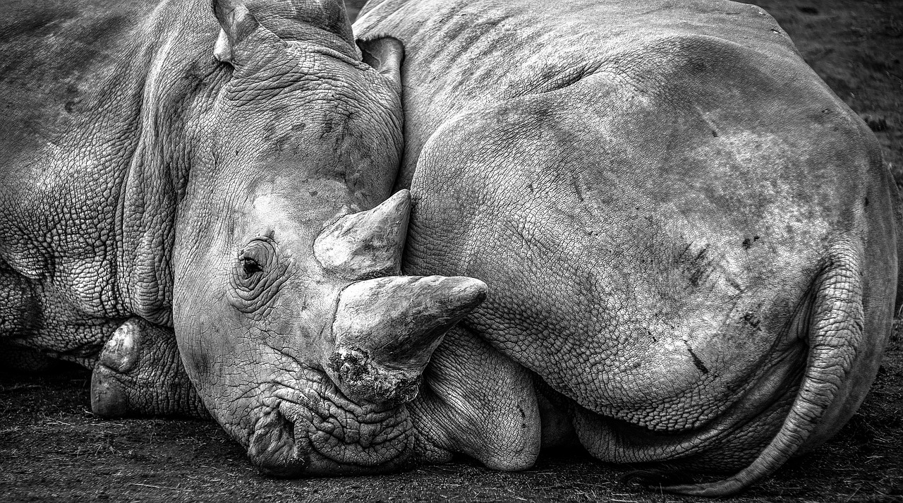découvrez les espèces menacées, les causes de leur disparition et les efforts de conservation pour préserver la biodiversité de notre planète.