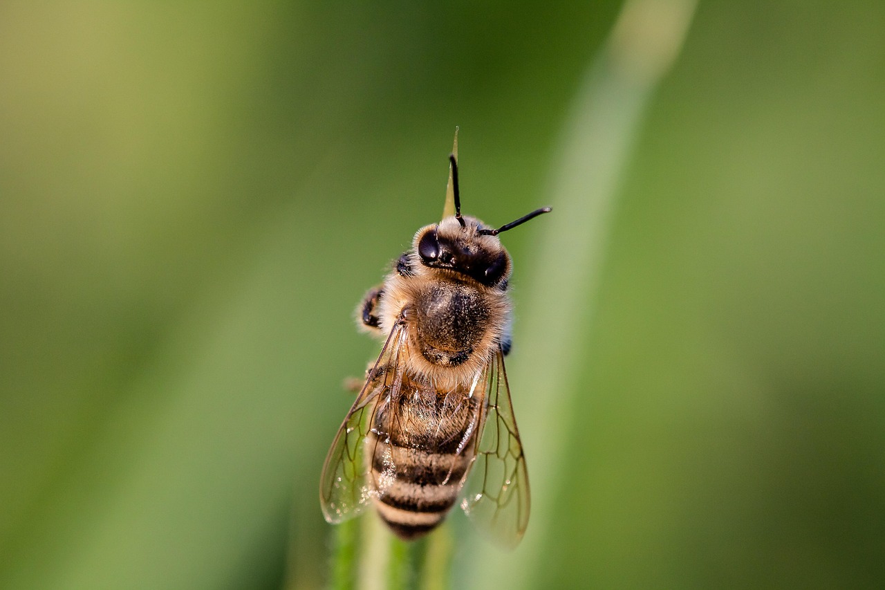 découvrez l'importance de la biodiversité pour préserver l'équilibre des écosystèmes et la richesse de la vie sur terre.