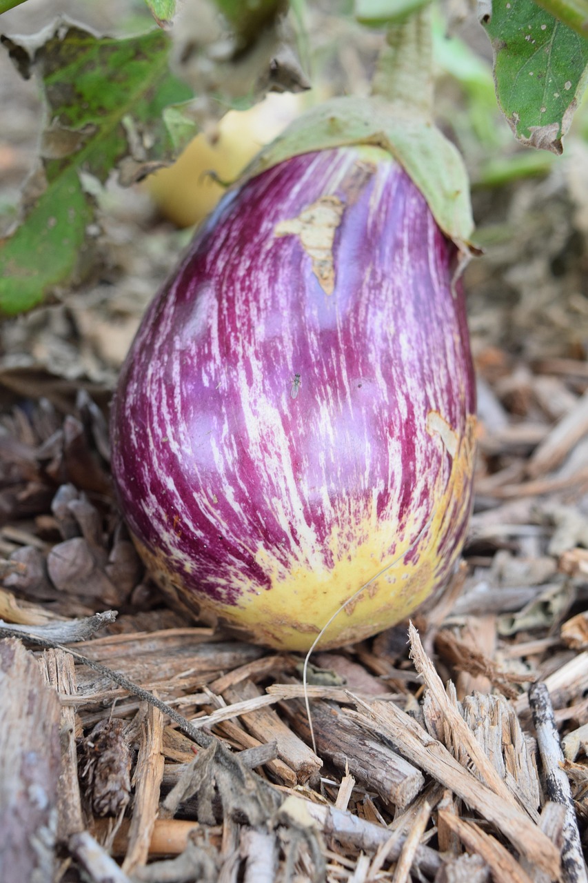 découvrez les techniques de jardinage en permaculture urbaine pour transformer votre espace en un havre de biodiversité durable et écologique.