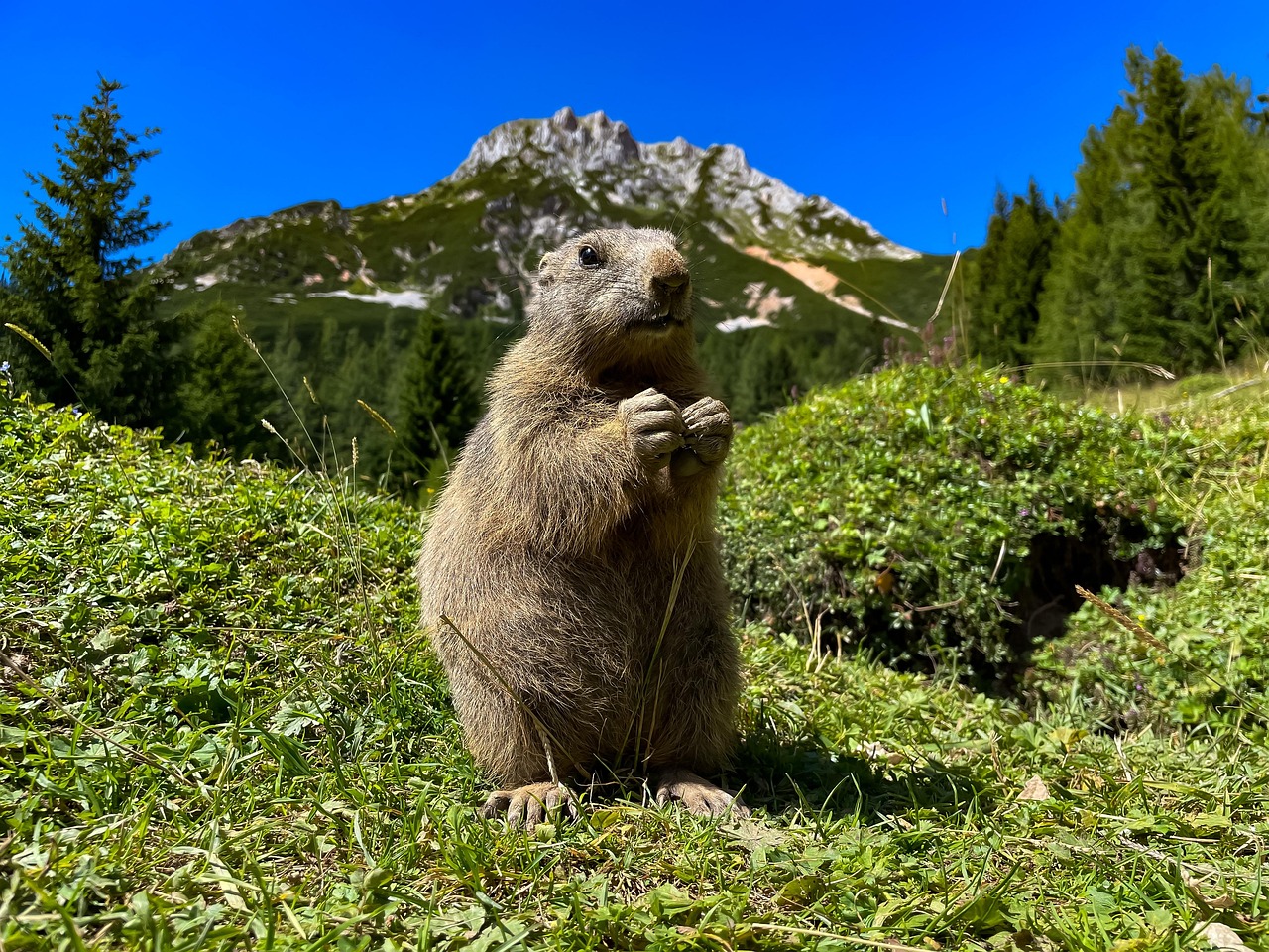 découvrez l'importance de la biodiversité pour notre planète, les menaces qui pèsent sur les écosystèmes, et les actions à entreprendre pour protéger la richesse naturelle de la terre.