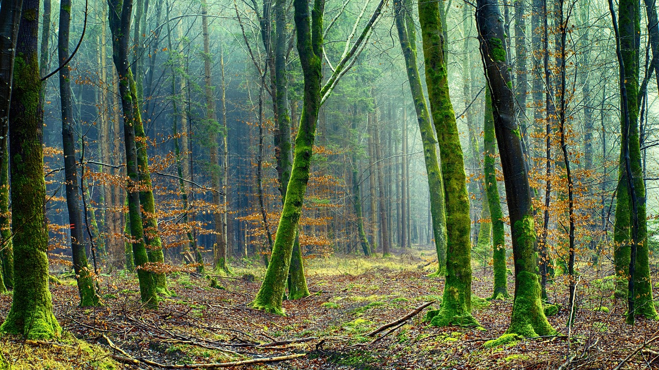 découvrez tout sur l'environnement, ses enjeux, la protection de la nature et les solutions durables pour préserver notre planète.