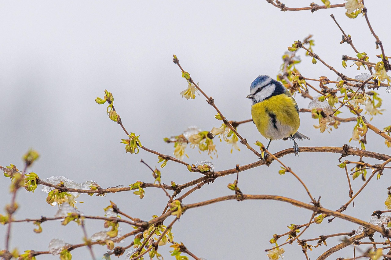 découvrez le climat neigeux : caractéristiques, saisons, et impact sur l'environnement et les activités hivernales.