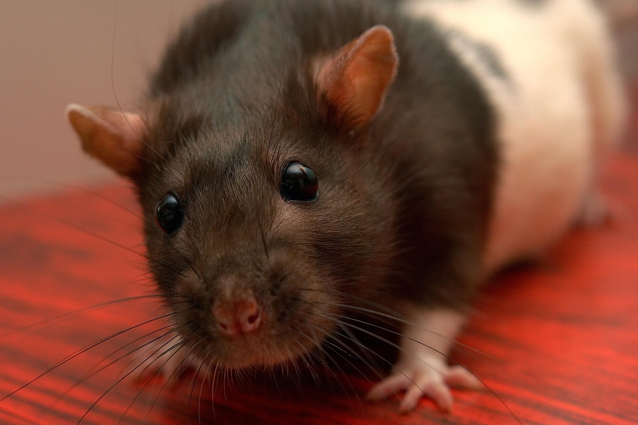 découvrez comment identifier et contrôler la prolifération des rats pour protéger votre environnement et assurer votre sécurité sanitaire.