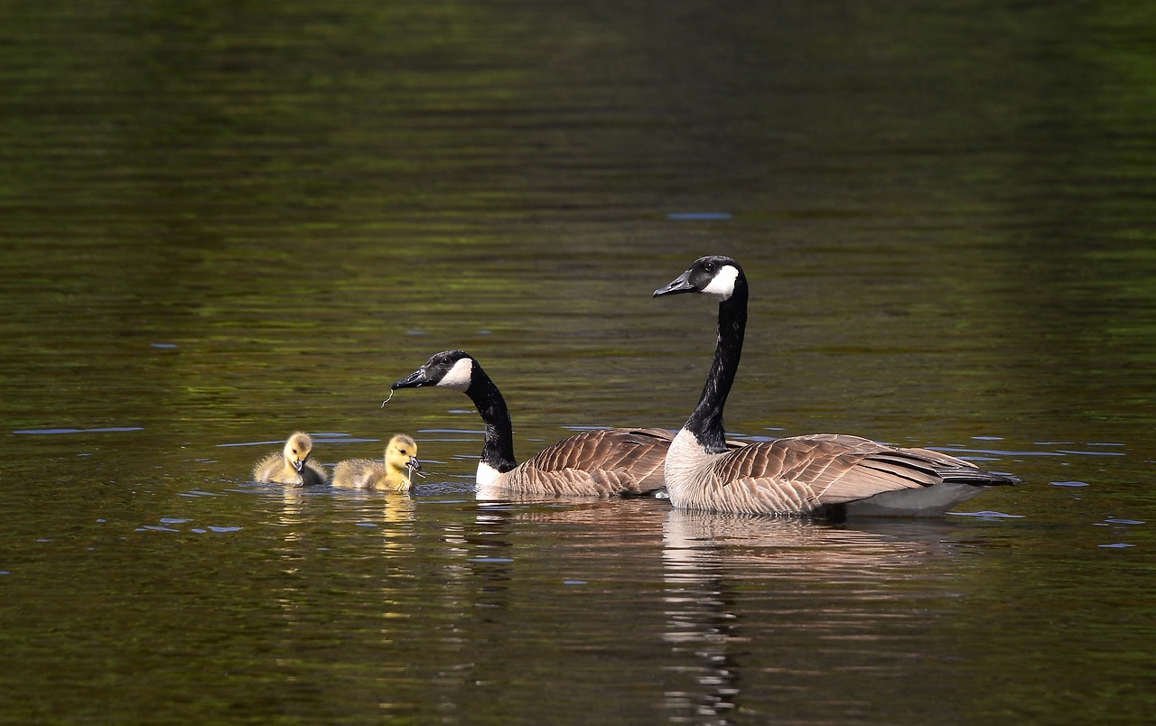 découvrez l'importance de la biodiversité pour la planète et l'humanité. explorez les différentes espèces, leurs habitats et les enjeux de leur préservation pour un avenir durable.