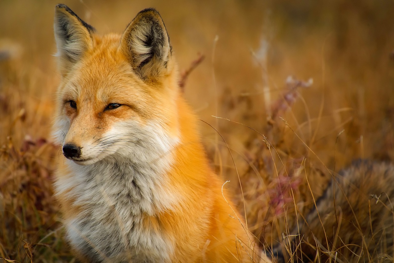 découvrez la beauté de la faune sauvage et plongez dans un univers fascinant où la nature s'exprime pleinement.