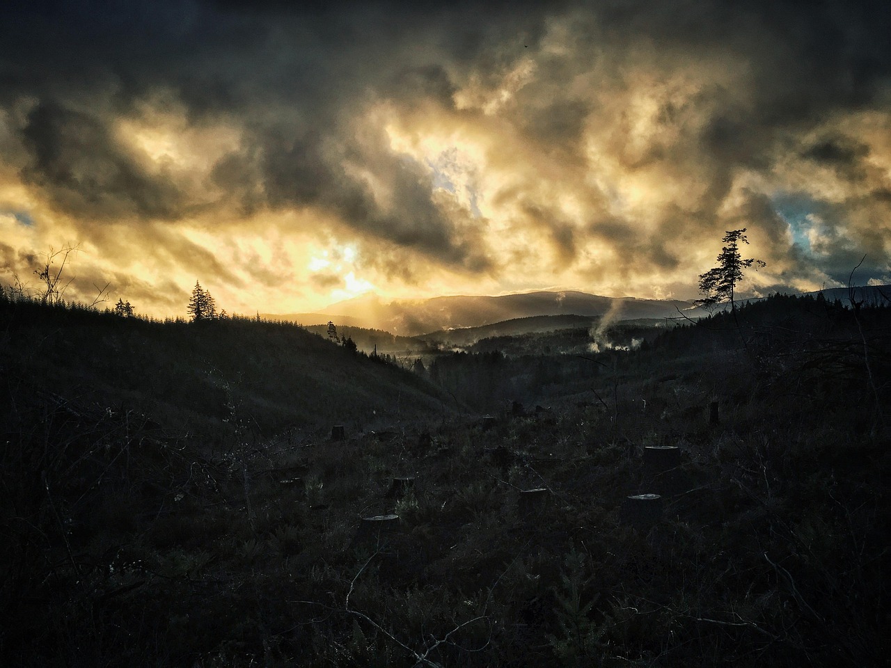 découvrez les causes, impacts et solutions de la déforestation, un enjeu crucial pour la biodiversité et le climat mondial.