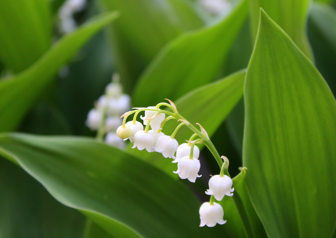 récolte précoce du muguet : découvrez les meilleures pratiques pour cueillir les clochettes parfumées au début de la saison.