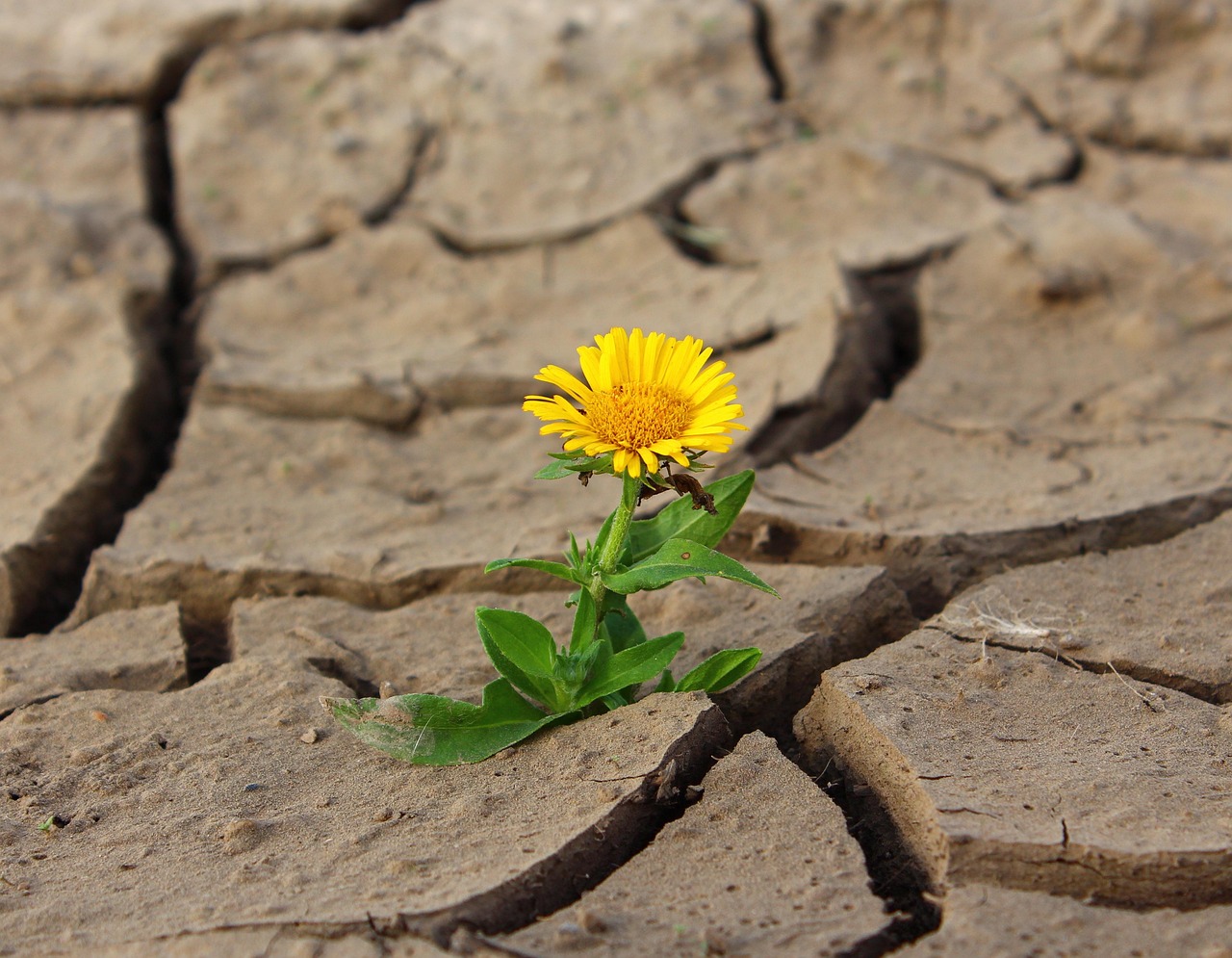 découvrez les stratégies et solutions pour renforcer la résilience face aux changements climatiques et protéger les communautés et les écosystèmes.
