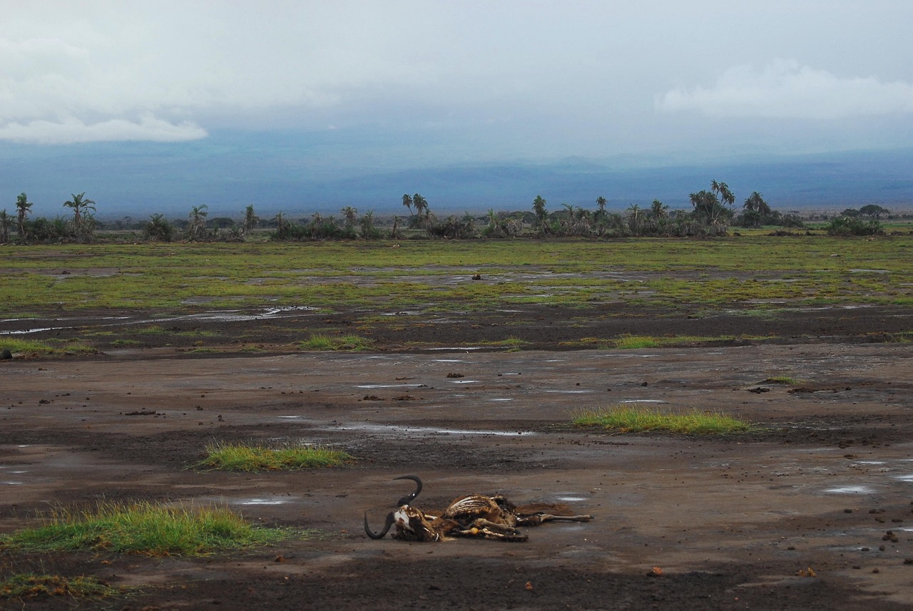 découvrez les enjeux majeurs de la crise climatique et comment agir pour un avenir durable face au réchauffement planétaire.