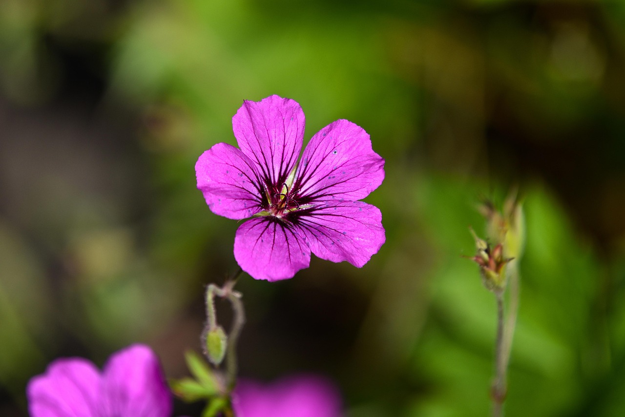 découvrez tout sur les géraniums : conseils de culture, variétés populaires et astuces pour des fleurs éclatantes toute l'année.