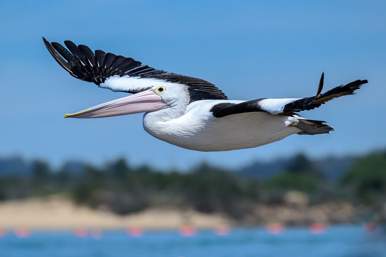 découvrez l’australie : ses paysages uniques, sa faune exotique, ses villes dynamiques et ses plages de rêve. conseils de voyage, lieux à visiter et informations pratiques pour explorer ce pays fascinant.