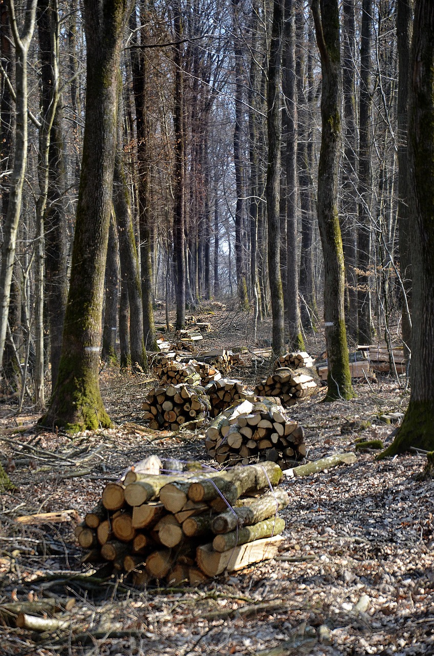 découvrez comment adopter une économie durable pour préserver les ressources naturelles, favoriser l'innovation verte et assurer un développement équilibré et responsable.