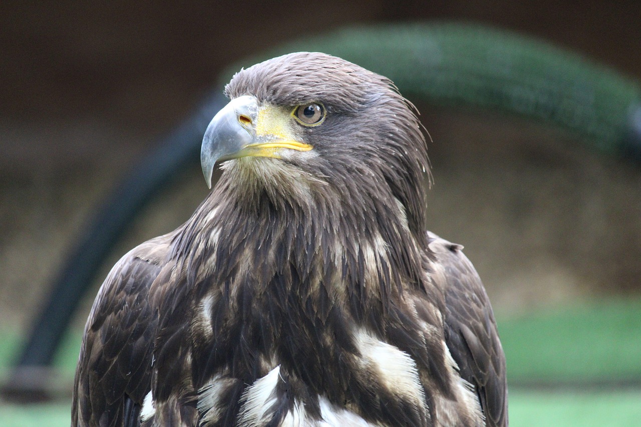 découvrez un sanctuaire d'oiseaux dédié à la protection et à la préservation des espèces aviaires dans un environnement naturel et sécurisé.