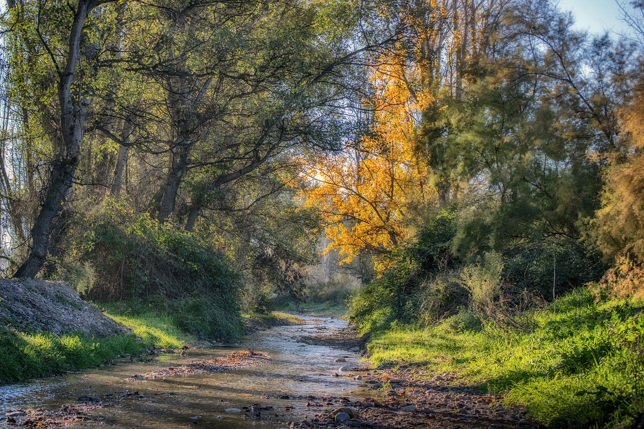 découvrez l'univers de la foresterie : pratiques durables, gestion des ressources forestières et importance de la biodiversité pour un avenir responsable.