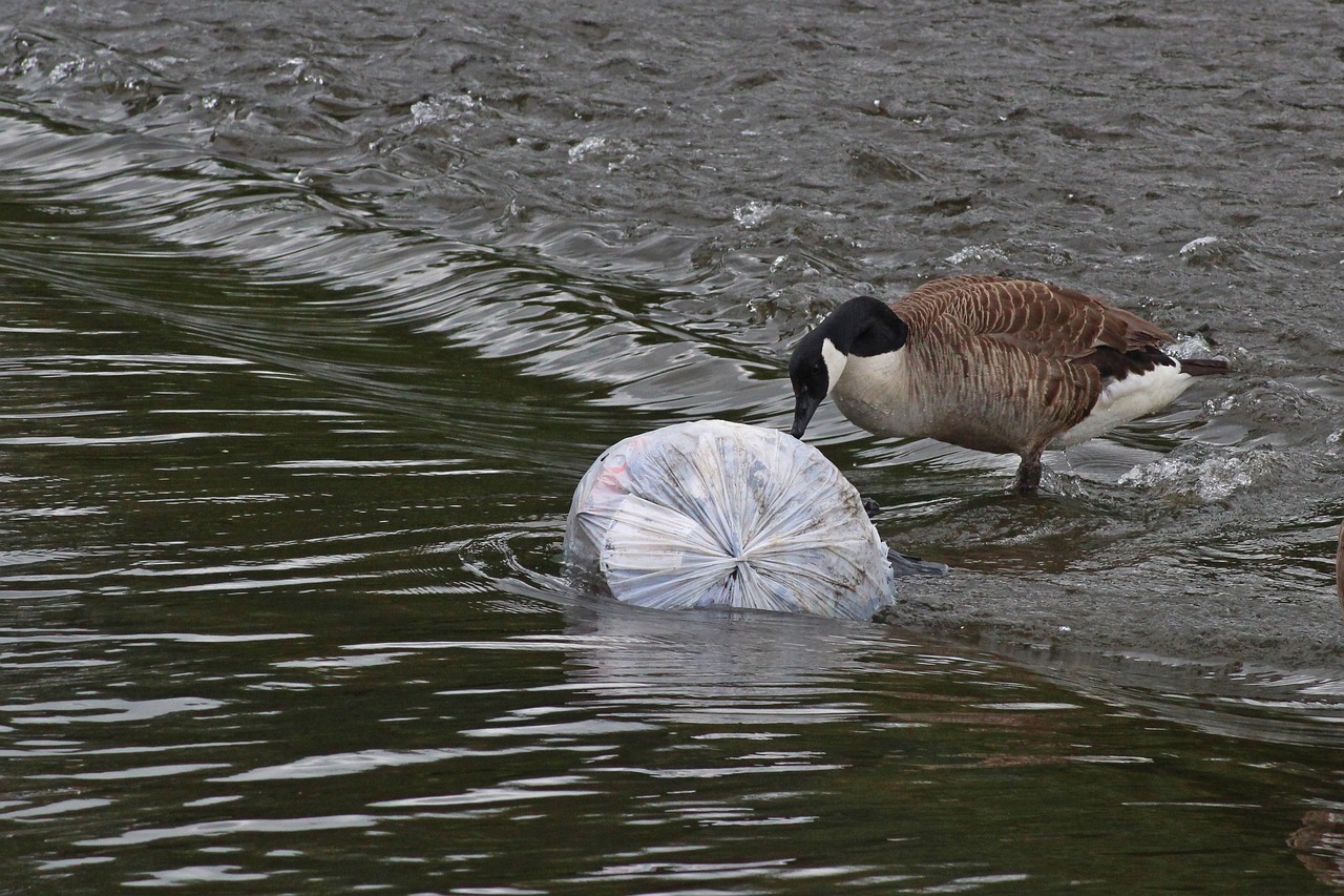 découvrez les causes, les effets et les solutions face à la pollution de l'eau. ce phénomène menace notre environnement et notre santé. engageons-nous ensemble pour protéger nos ressources aquatiques.