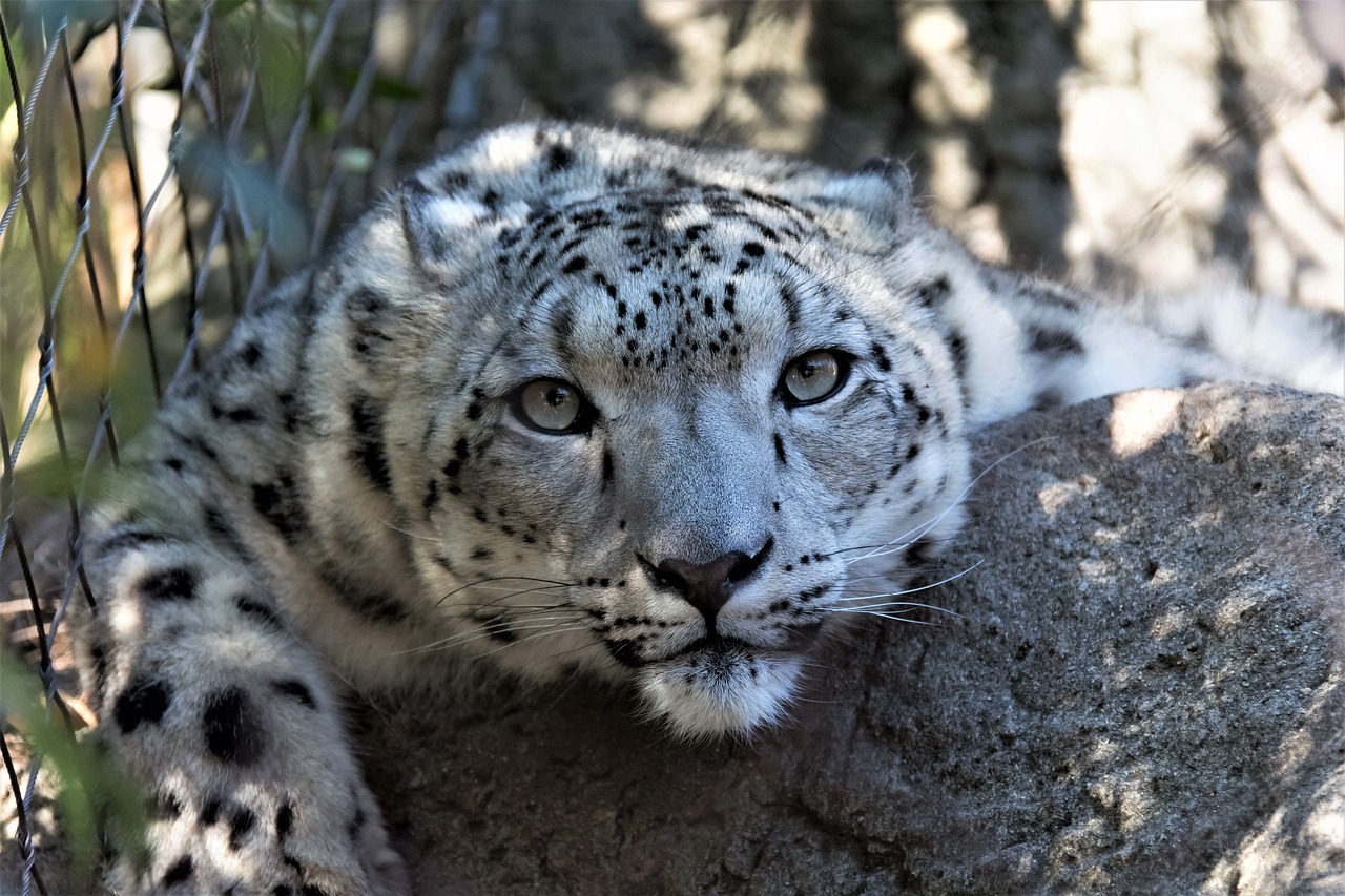 découvrez les espèces envahissantes : leur impact sur les écosystèmes, les enjeux environnementaux et les stratégies de gestion pour protéger la biodiversité.