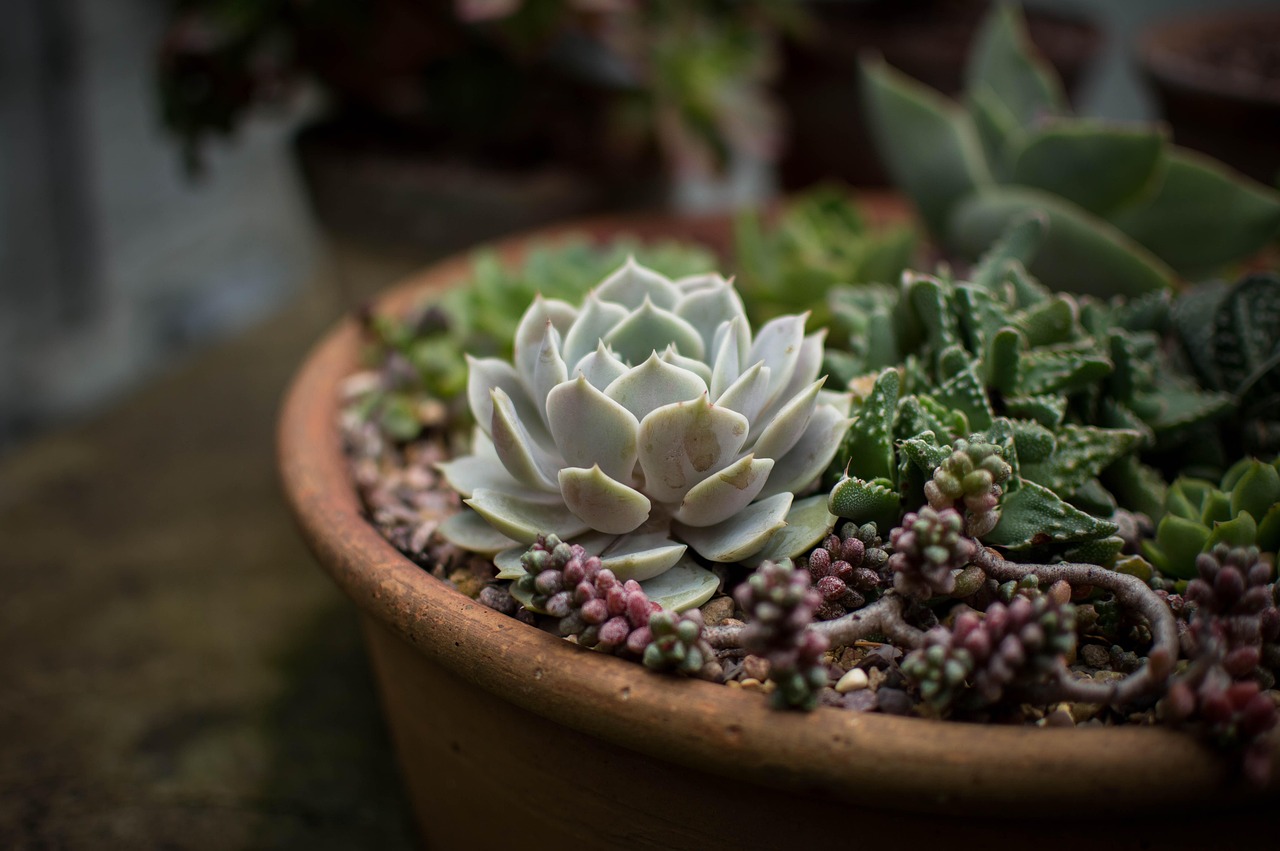 découvrez l'art du jardinage avec nos conseils et astuces pratiques. transformez votre espace extérieur en un havre de paix, apprenez à cultiver vos plantes préférées et à optimiser vos récoltes. que vous soyez débutant ou jardinier expérimenté, trouvez l'inspiration et les techniques pour faire fleurir vos projets!