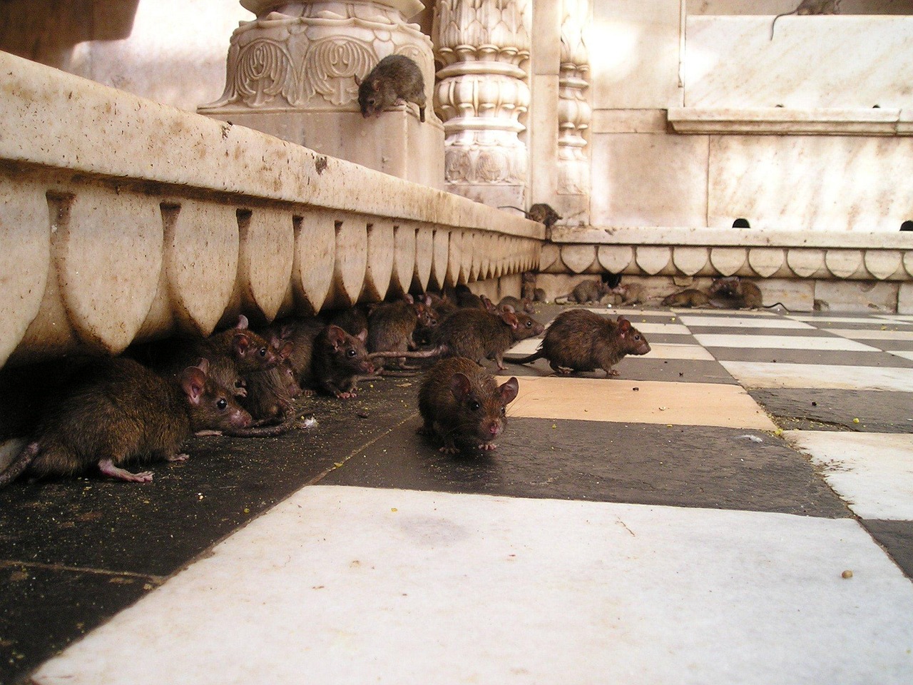 découvrez comment identifier, prévenir et contrôler la prolifération des rats pour protéger votre environnement et votre santé.