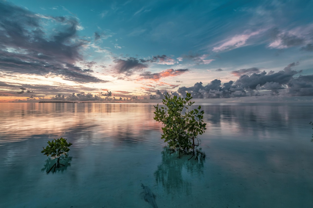 découvrez l'importance de la conservation des mangroves pour préserver la biodiversité, protéger les zones côtières et lutter contre le changement climatique.