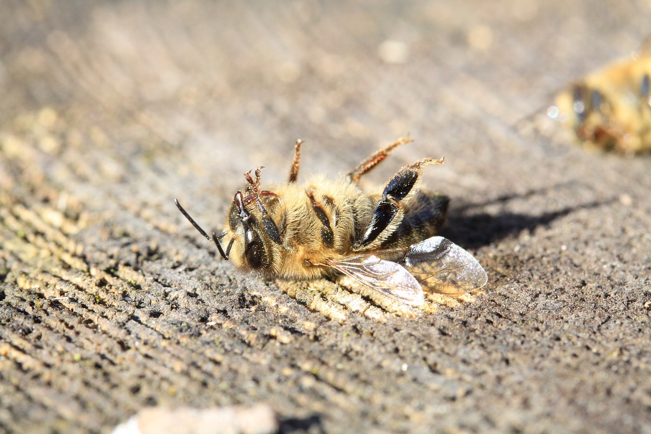découvrez les impacts du réchauffement des océans sur notre planète, la biodiversité marine et le climat. informez-vous sur les causes, les conséquences et les actions possibles pour lutter contre ce phénomène inquiétant.