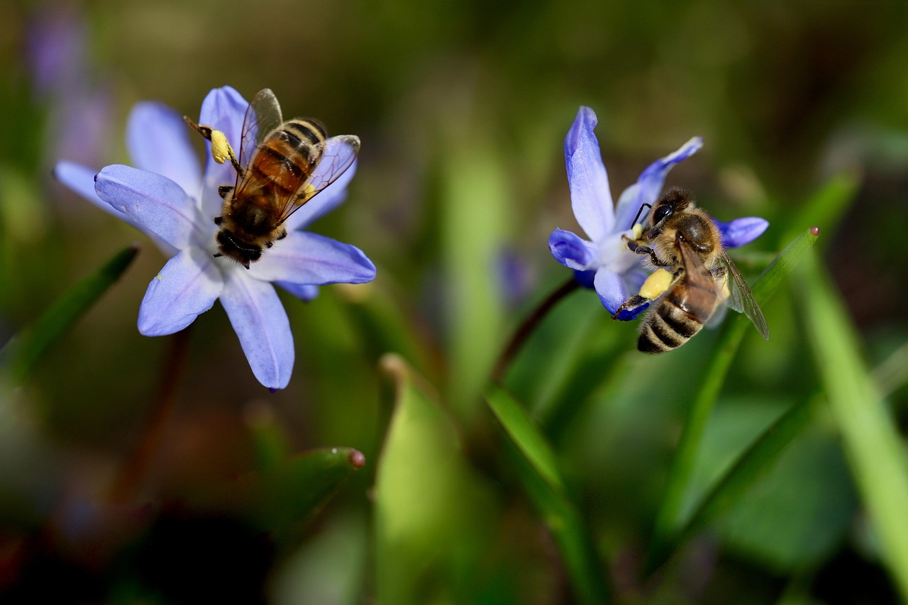 découvrez l'importance de la biodiversité, ses enjeux pour l'environnement, les causes de son déclin et les solutions pour préserver la richesse des espèces sur terre.