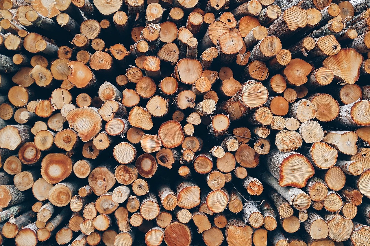 découvrez les causes, conséquences et solutions de la déforestation pour préserver nos forêts et la biodiversité mondiale.
