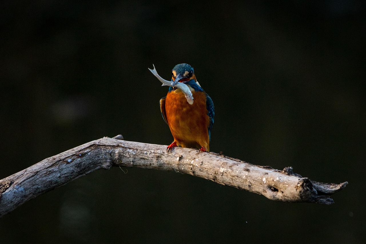 découvrez l'écosystème : l'ensemble des interactions entre les êtres vivants et leur environnement, essentiel à la biodiversité et à l'équilibre naturel.