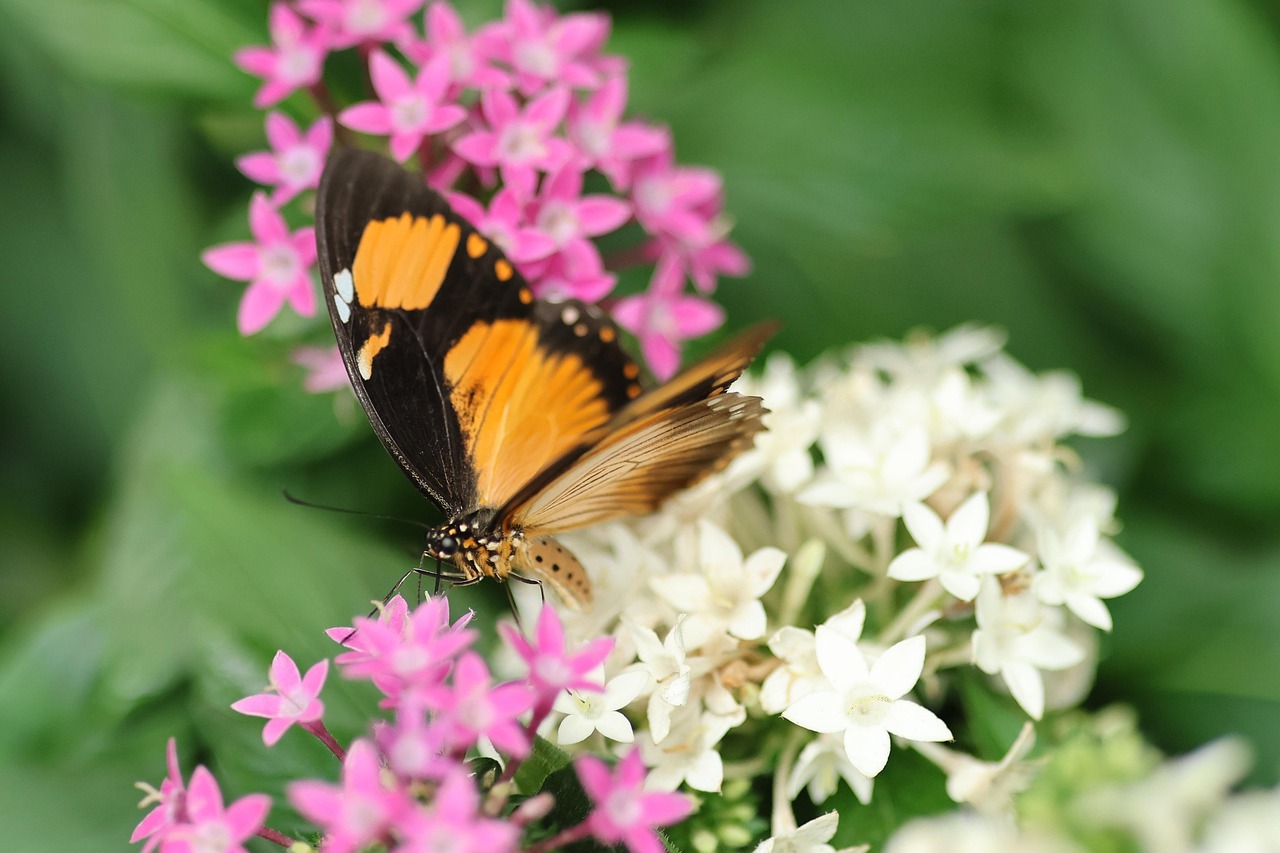 découvrez l'importance de la biodiversité, richesse essentielle à la survie des écosystèmes et au bien-être de la planète.