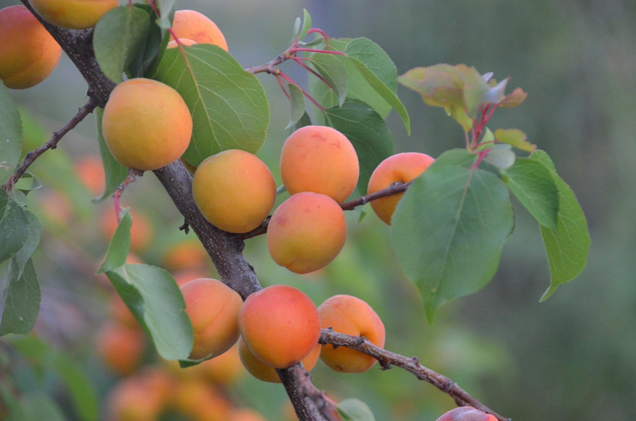 découvrez les principes de l'agriculture durable, une approche innovante qui préserve l'environnement tout en répondant aux besoins alimentaires de demain. explorez les techniques, les avantages et les pratiques écoresponsables qui favorisent la biodiversité et la qualité des sols.