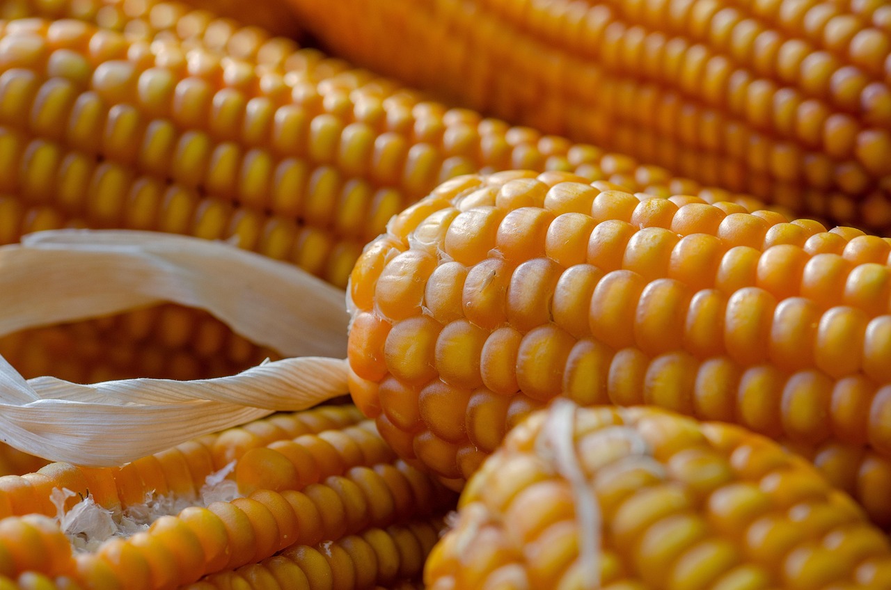 découvrez comment le changement climatique affecte l'agriculture, ses impacts sur les cultures et les stratégies d'adaptation pour un avenir durable.