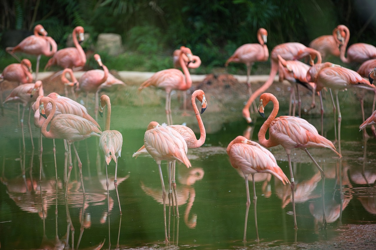 découvrez l'importance vitale des zones humides, des écosystèmes riches en biodiversité qui jouent un rôle crucial dans la régulation climatique et la protection de la faune.