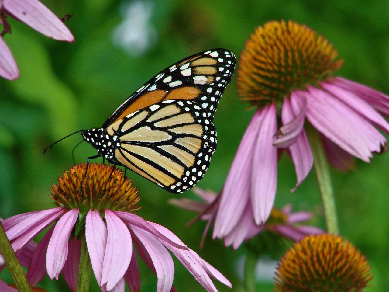 découvrez les papillons monarques, leurs caractéristiques fascinantes, leur migration incroyable et leur rôle essentiel dans l'écosystème.