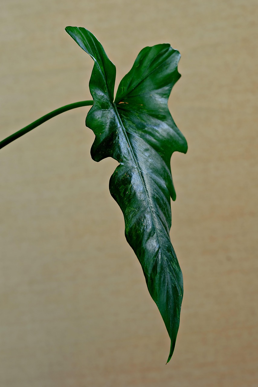 découvrez nos conseils pour un jardinage bio sur balcon, facile et écologique. cultivez vos légumes et plantes aromatiques en pleine santé chez vous !
