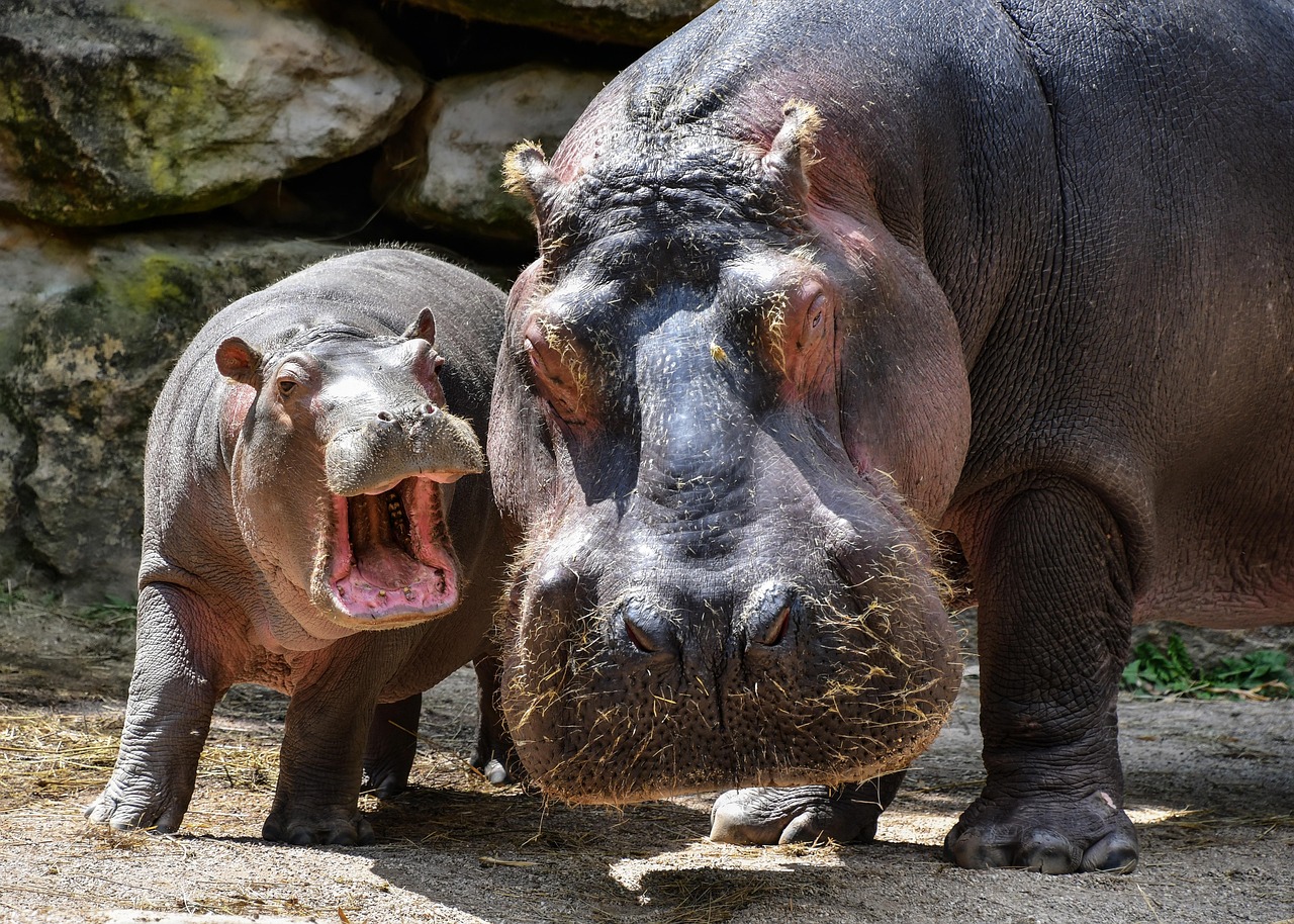 la menace de l'abattage des hippopotames : enjeux, causes et impacts sur la biodiversité.