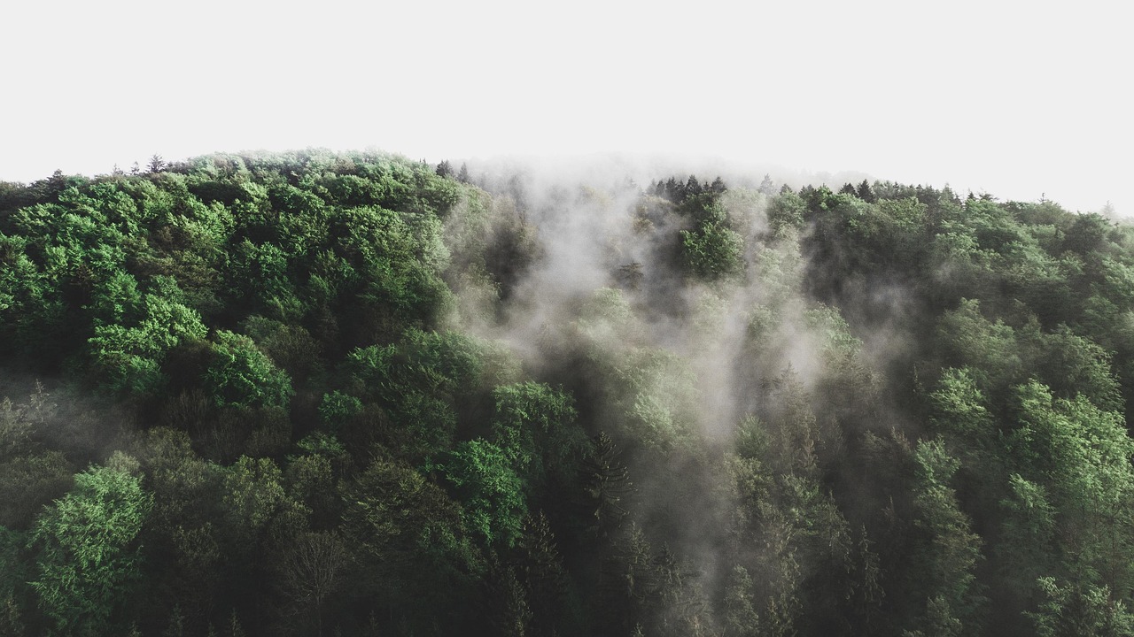 découvrez des informations essentielles et des actualités sur l'environnement, la protection de la nature et le développement durable.